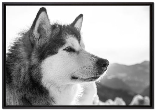 wunderschöner Husky im Schnee auf Leinwandbild gerahmt Größe 100x70