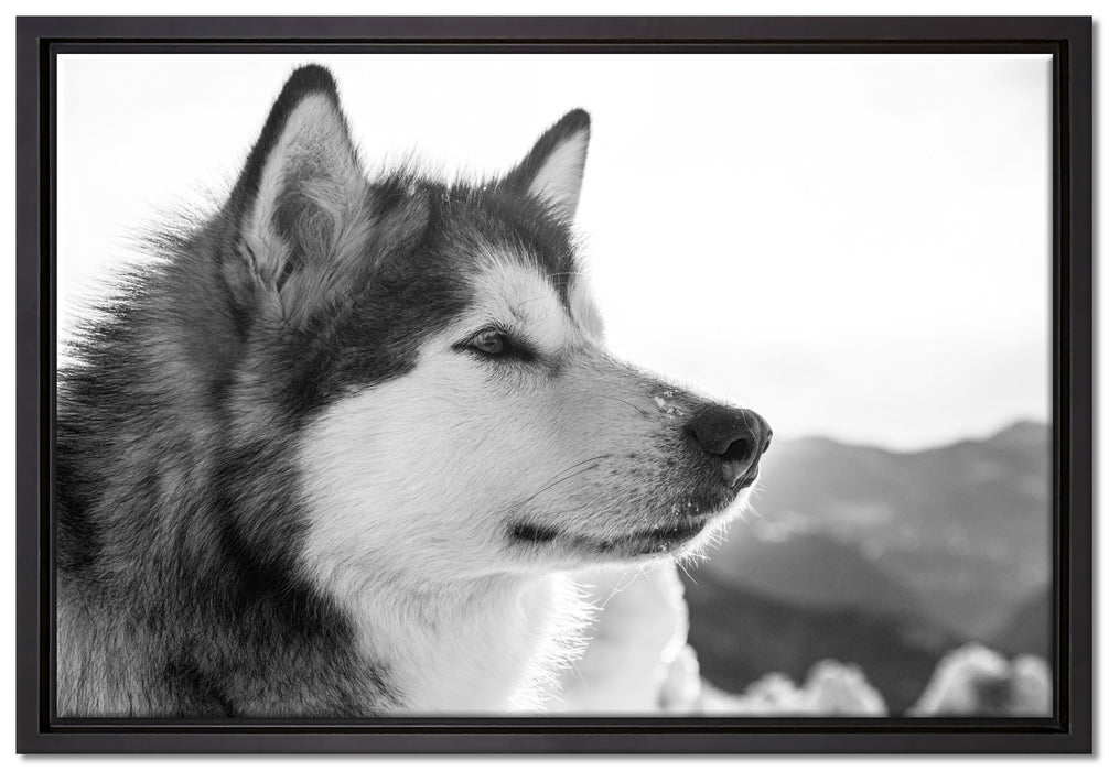 wunderschöner Husky im Schnee auf Leinwandbild gerahmt Größe 60x40