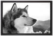 wunderschöner Husky im Schnee auf Leinwandbild gerahmt Größe 60x40