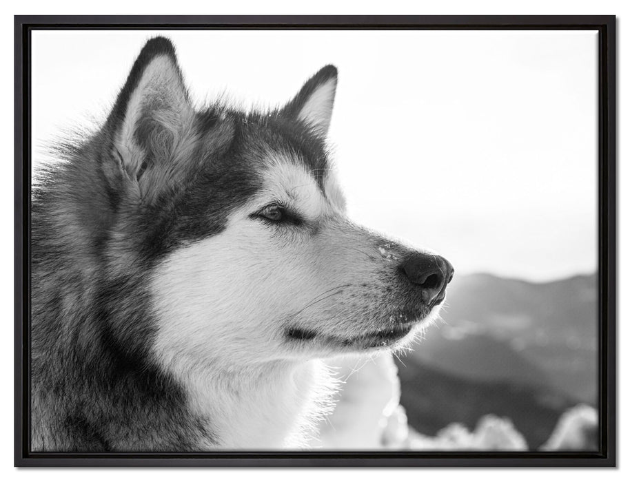 wunderschöner Husky im Schnee auf Leinwandbild gerahmt Größe 80x60