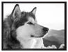 wunderschöner Husky im Schnee auf Leinwandbild gerahmt Größe 80x60