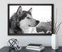wunderschöner Husky im Schnee auf Leinwandbild gerahmt mit Kirschblüten
