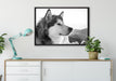 wunderschöner Husky im Schnee auf Leinwandbild gerahmt verschiedene Größen im Wohnzimmer