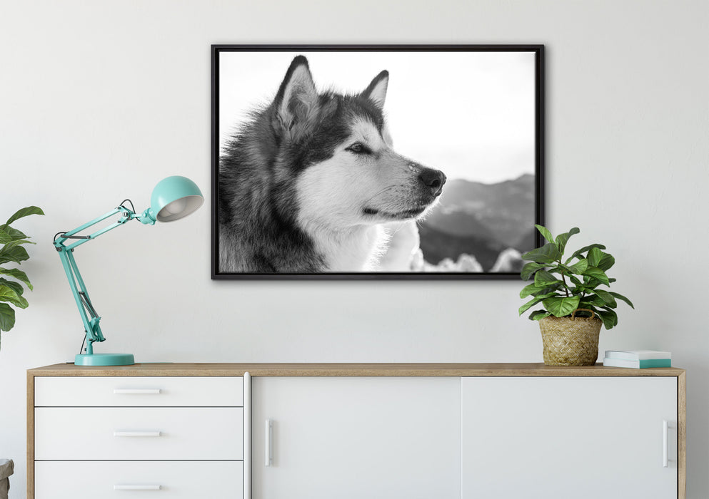 wunderschöner Husky im Schnee auf Leinwandbild gerahmt verschiedene Größen im Wohnzimmer