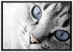 schöne Katzenaugen auf Leinwandbild gerahmt Größe 100x70
