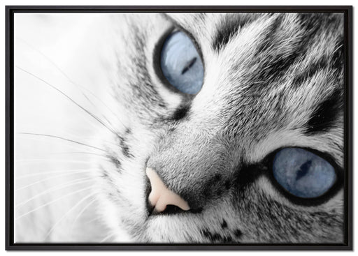 schöne Katzenaugen auf Leinwandbild gerahmt Größe 100x70