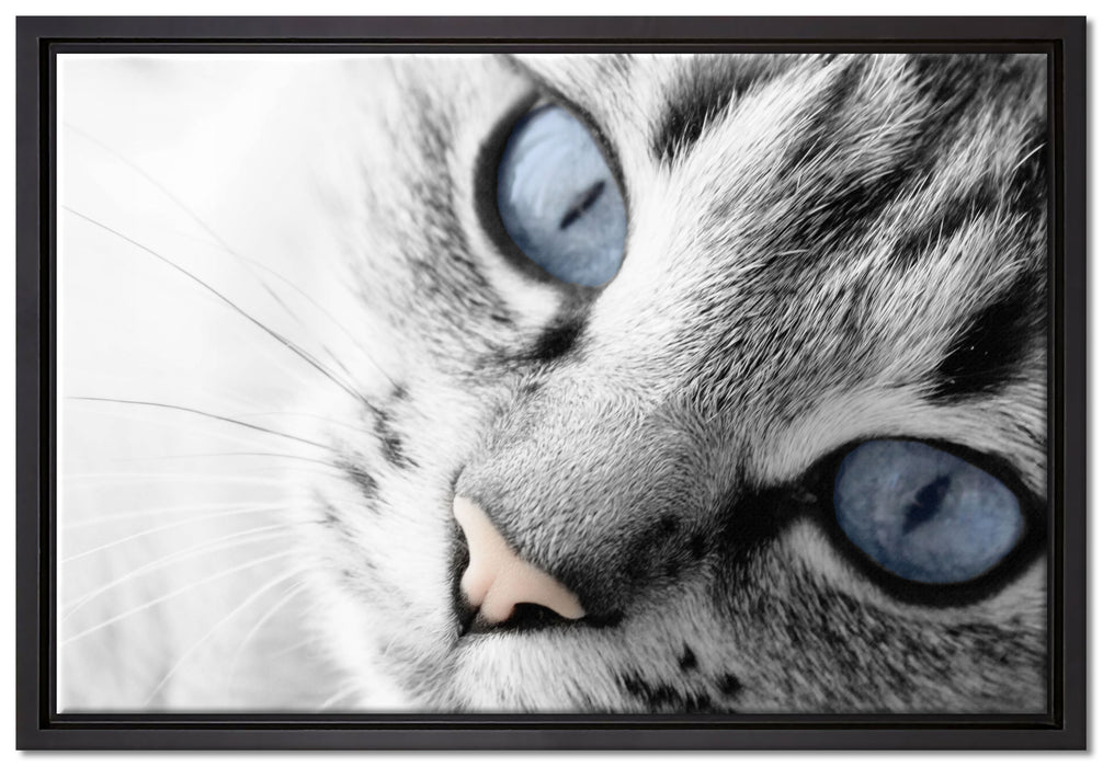 schöne Katzenaugen auf Leinwandbild gerahmt Größe 60x40
