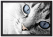 schöne Katzenaugen auf Leinwandbild gerahmt Größe 60x40