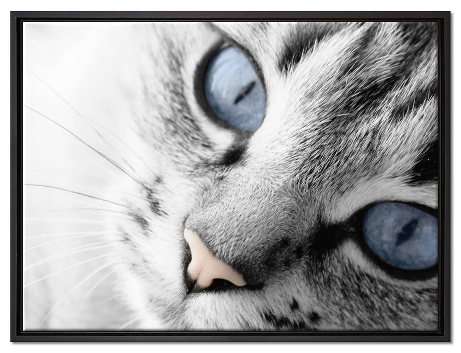 schöne Katzenaugen auf Leinwandbild gerahmt Größe 80x60