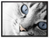 schöne Katzenaugen auf Leinwandbild gerahmt Größe 80x60