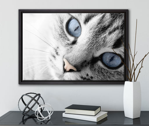 schöne Katzenaugen auf Leinwandbild gerahmt mit Kirschblüten