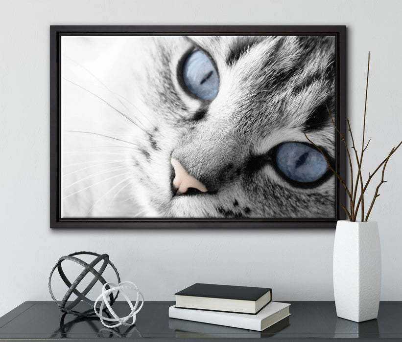 schöne Katzenaugen auf Leinwandbild gerahmt mit Kirschblüten