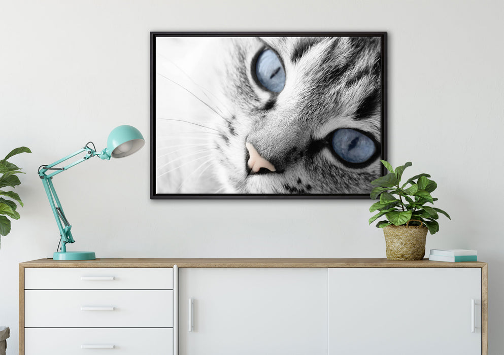 schöne Katzenaugen auf Leinwandbild gerahmt verschiedene Größen im Wohnzimmer