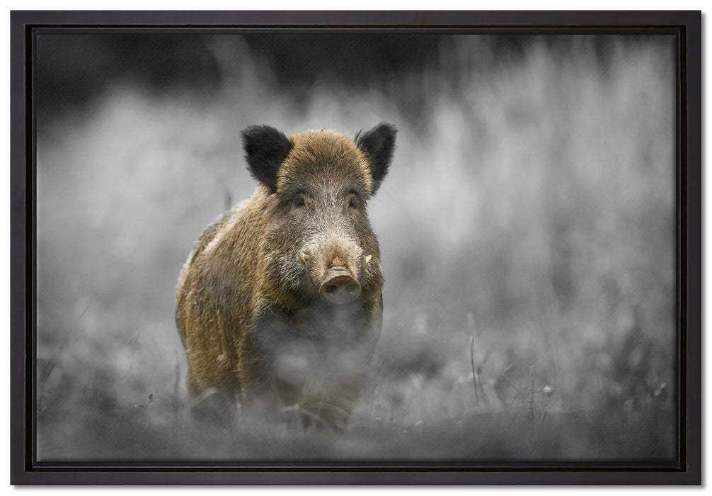 einsames Wildschwein im Wald auf Leinwandbild gerahmt Größe 60x40