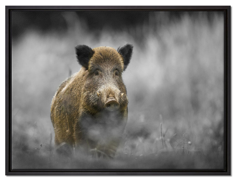 einsames Wildschwein im Wald auf Leinwandbild gerahmt Größe 80x60