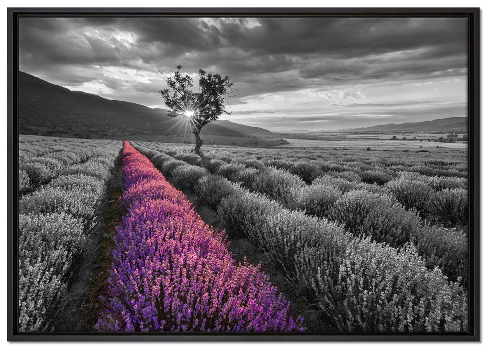 Lavendelfeld mit Baum auf Leinwandbild gerahmt Größe 100x70