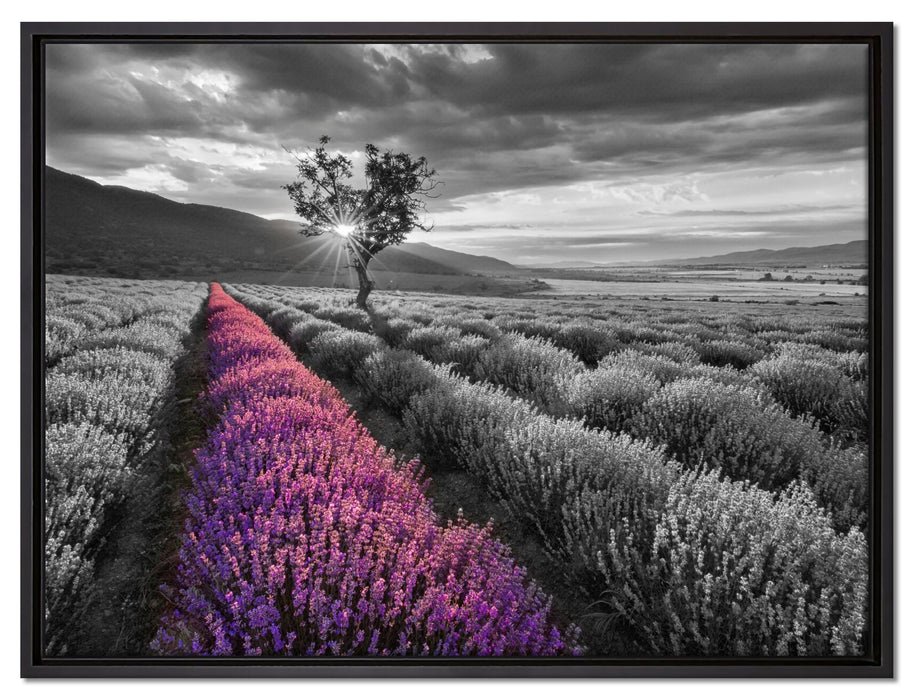 Lavendelfeld mit Baum auf Leinwandbild gerahmt Größe 80x60
