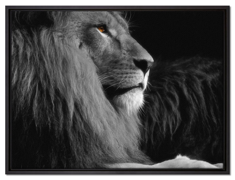 wunderschöner stolzer Löwe auf Leinwandbild gerahmt Größe 80x60