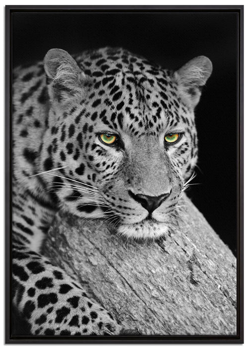 ruhender Leopard auf Leinwandbild gerahmt Größe 100x70