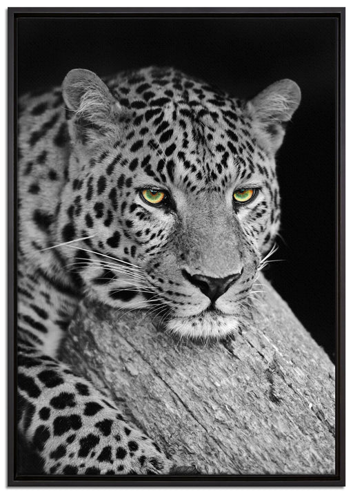 ruhender Leopard auf Leinwandbild gerahmt Größe 100x70