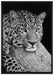 ruhender Leopard auf Leinwandbild gerahmt Größe 100x70