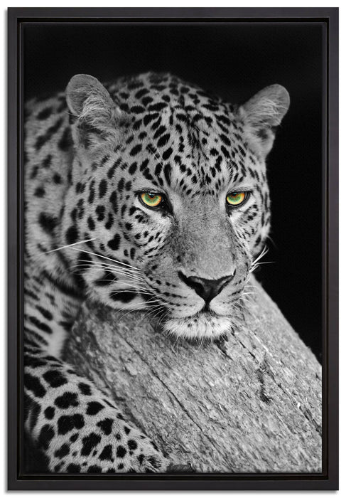 ruhender Leopard auf Leinwandbild gerahmt Größe 60x40