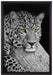 ruhender Leopard auf Leinwandbild gerahmt Größe 60x40