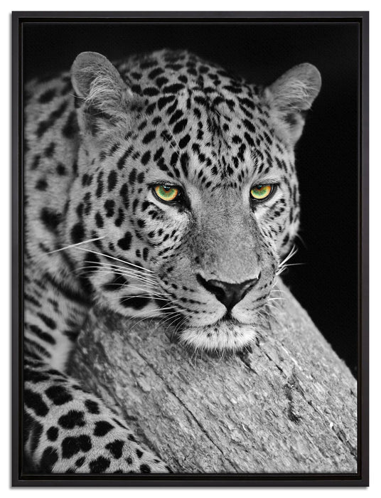 ruhender Leopard auf Leinwandbild gerahmt Größe 80x60