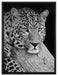 ruhender Leopard auf Leinwandbild gerahmt Größe 80x60