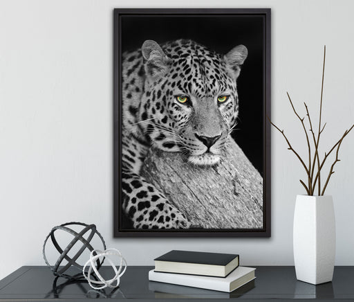 ruhender Leopard auf Leinwandbild gerahmt mit Kirschblüten