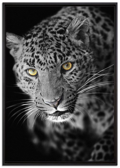prächtig anmutiger Leopard auf Leinwandbild gerahmt Größe 100x70