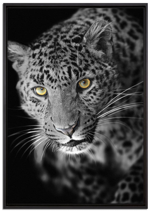 prächtig anmutiger Leopard auf Leinwandbild gerahmt Größe 100x70
