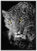 prächtig anmutiger Leopard auf Leinwandbild gerahmt Größe 100x70
