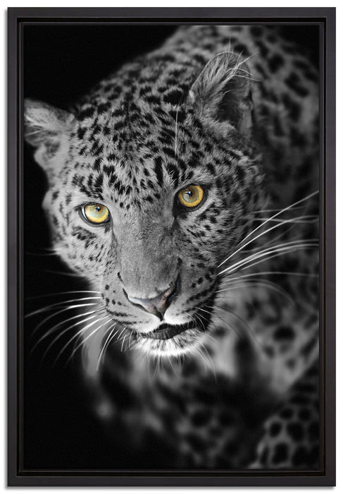 prächtig anmutiger Leopard auf Leinwandbild gerahmt Größe 60x40