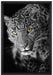 prächtig anmutiger Leopard auf Leinwandbild gerahmt Größe 60x40