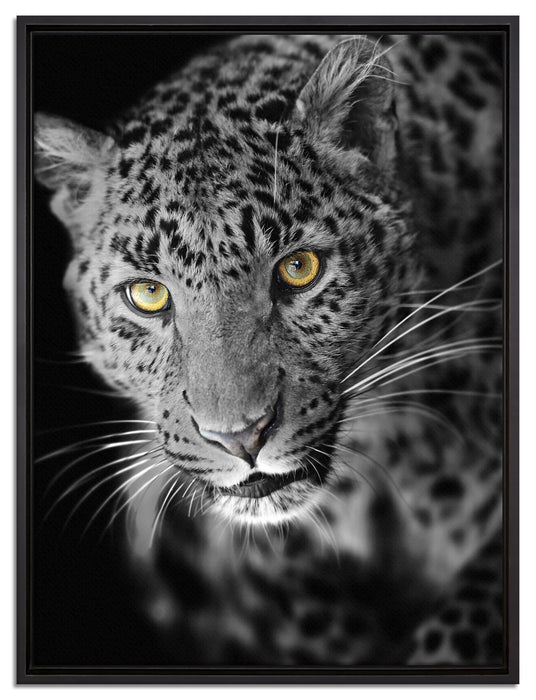 prächtig anmutiger Leopard auf Leinwandbild gerahmt Größe 80x60