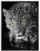 prächtig anmutiger Leopard auf Leinwandbild gerahmt Größe 80x60