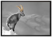 schöner Steinbock im Schnee auf Leinwandbild gerahmt Größe 100x70