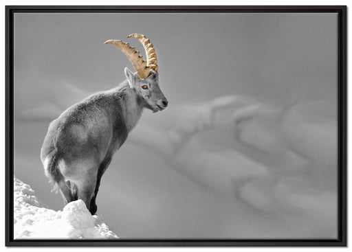 schöner Steinbock im Schnee auf Leinwandbild gerahmt Größe 100x70