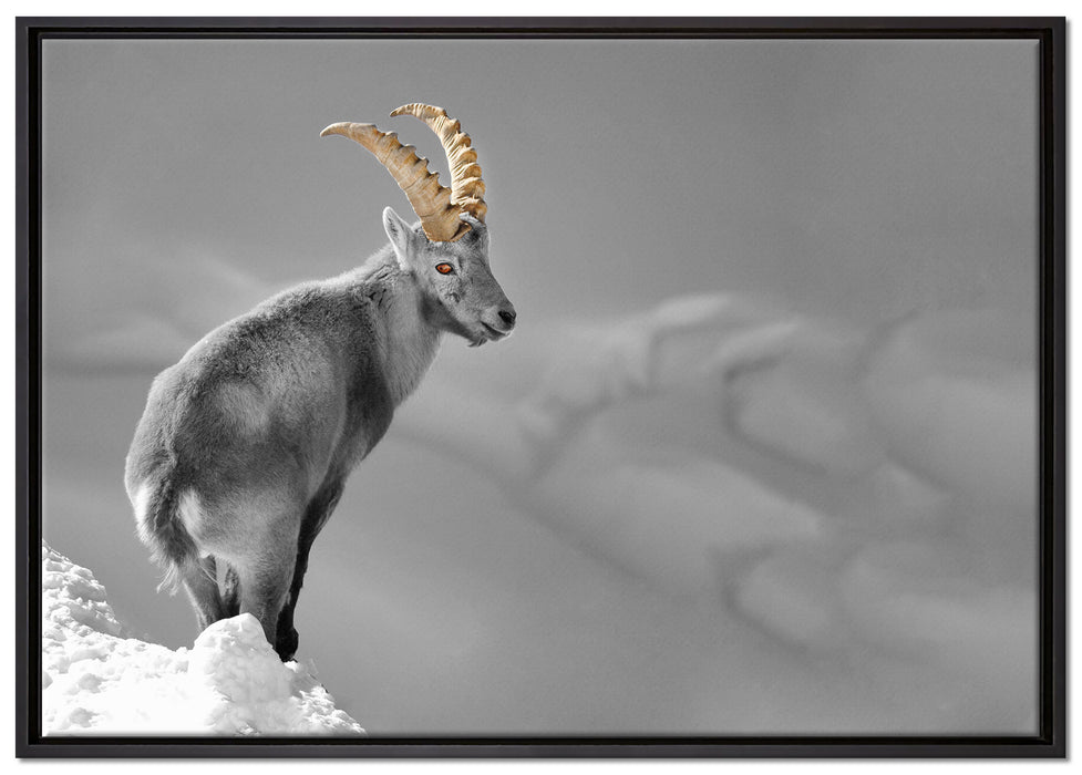 schöner Steinbock im Schnee auf Leinwandbild gerahmt Größe 100x70