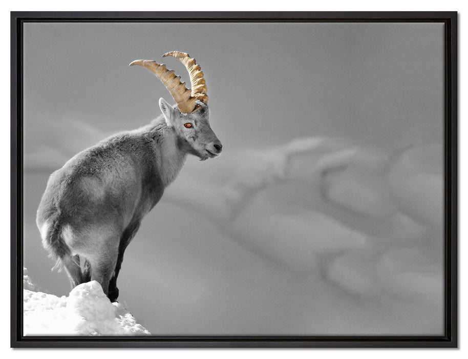 schöner Steinbock im Schnee auf Leinwandbild gerahmt Größe 80x60