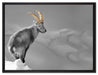 schöner Steinbock im Schnee auf Leinwandbild gerahmt Größe 80x60