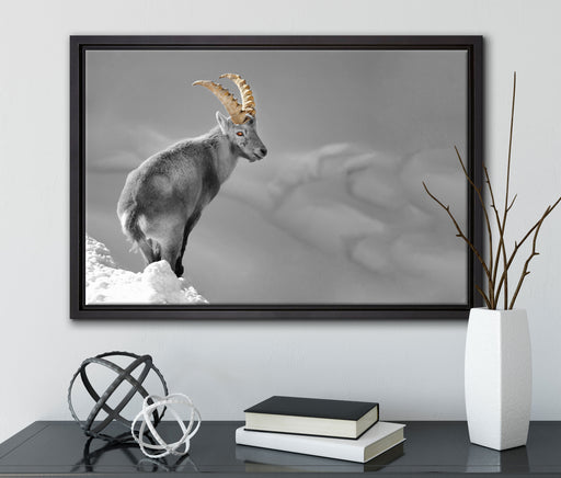 schöner Steinbock im Schnee auf Leinwandbild gerahmt mit Kirschblüten