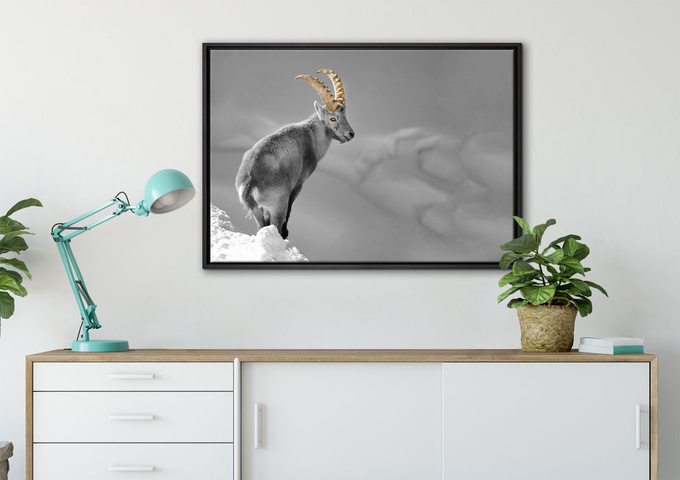 schöner Steinbock im Schnee auf Leinwandbild gerahmt verschiedene Größen im Wohnzimmer