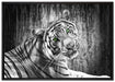schöner neugieriger Tiger auf Leinwandbild gerahmt Größe 100x70