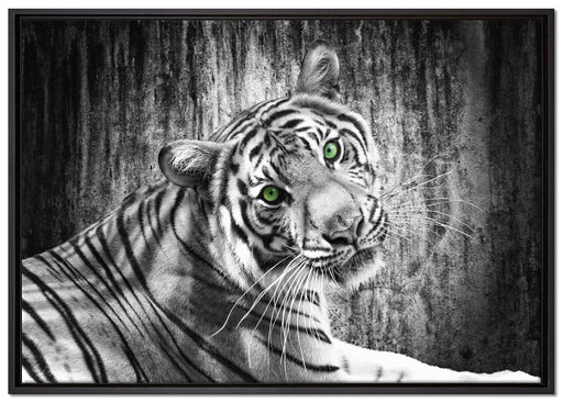 schöner neugieriger Tiger auf Leinwandbild gerahmt Größe 100x70
