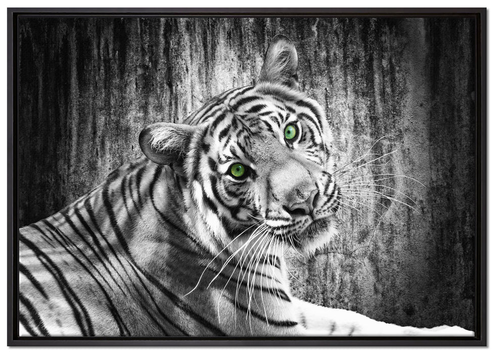 schöner neugieriger Tiger auf Leinwandbild gerahmt Größe 100x70