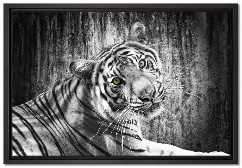 schöner neugieriger Tiger auf Leinwandbild gerahmt Größe 60x40