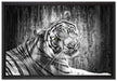 schöner neugieriger Tiger auf Leinwandbild gerahmt Größe 60x40