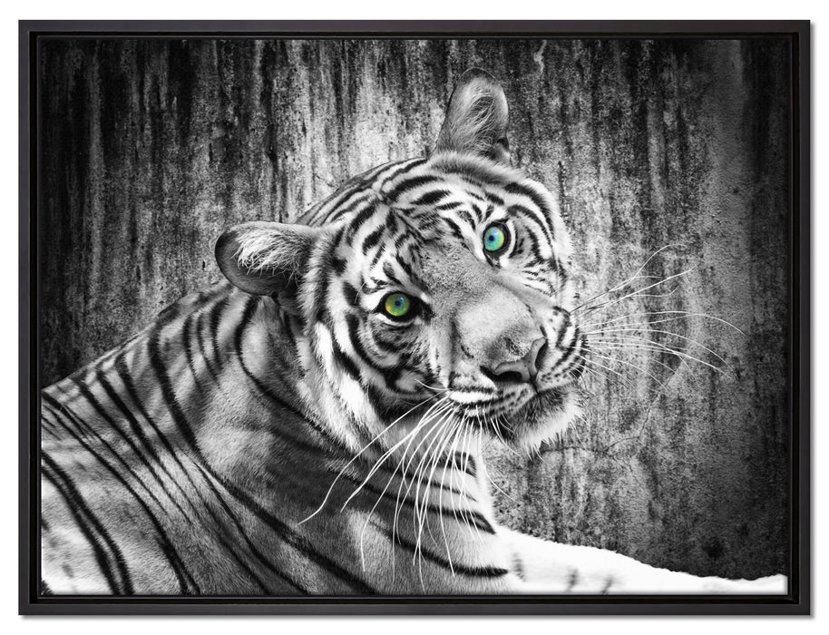schöner neugieriger Tiger auf Leinwandbild gerahmt Größe 80x60